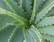 How to store an aloe vera leaf