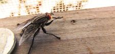 Home remedies for flies get rid of flies and keep them away
