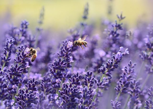Lavendel zieht Bienen an und schreckt Mücken ab.