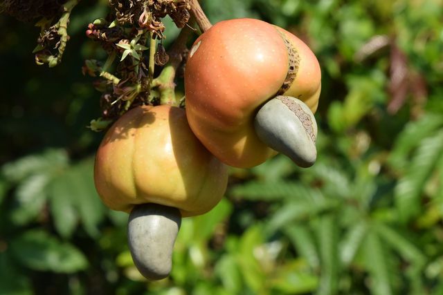 Consider where your cashews come from before you buy.