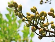 Grow pistachios