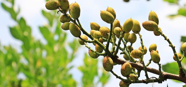 Grow pistachios