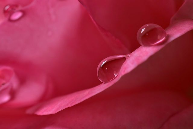 Does rose water really have health effects?