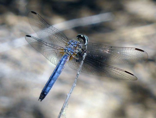 The Blue Dasher is a unique species within the genus Pachydiplax.