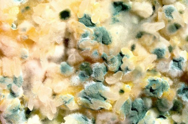 Moldy food may be unappetizing, but it is a great addition to your compost pile.