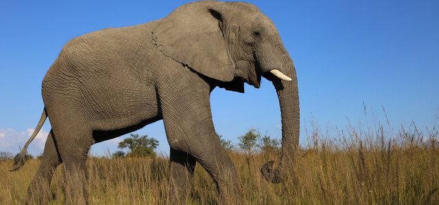Touristen Erschiessen Zwei Junge Elefanten Und Liefern Eine Zweifelhafte Erklarung Utopia De