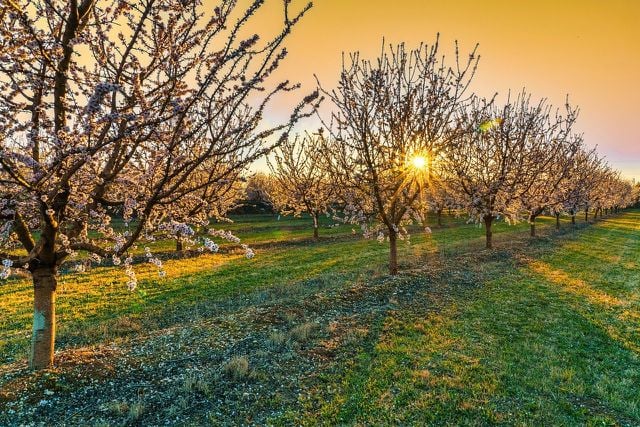 A typical Californian almond farm.