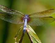 How to attract dragonflies to your garden