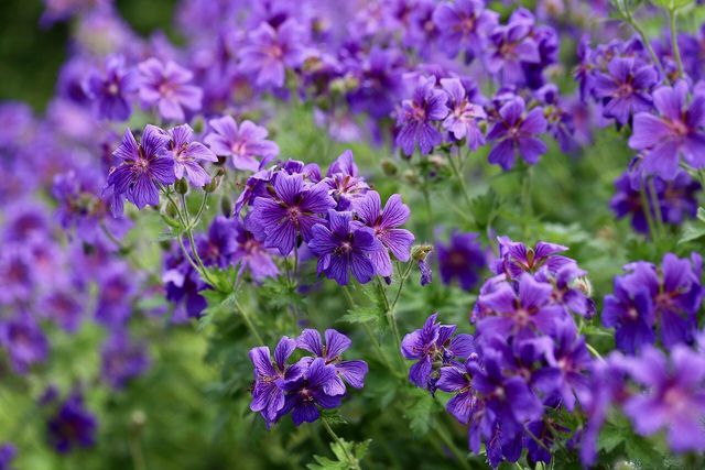 Geraniums are one of the most common sun-loving plants.