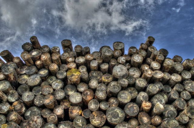 Forestry products or timber is the third largest driver of deforestation and is primarily used for paper products. 