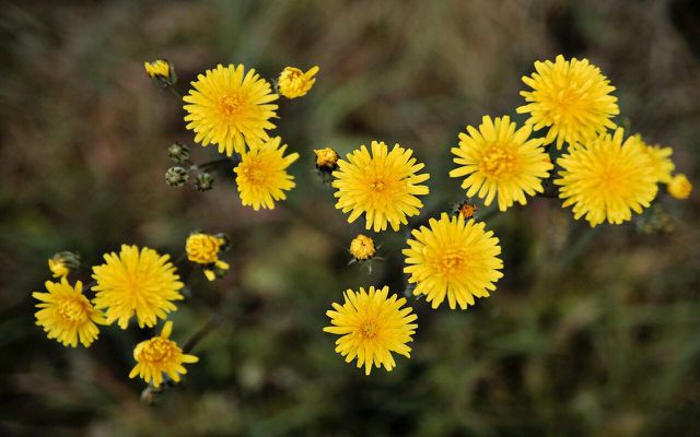 Learn how to preserve dandelions to make the most of this "common weed". 