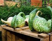 can you eat gourds