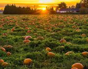 when to plant pumpkins