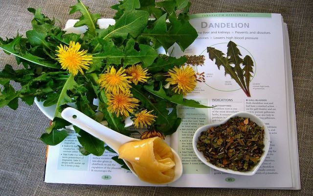how to make dandelion tea 