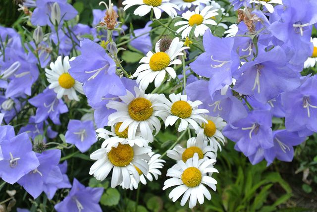 Glockenblumen und Margeriten passen gut zusammen und sorgen für einen sommerlichen Garten.