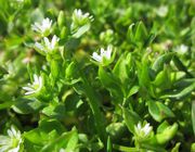 Chickweed Leaves