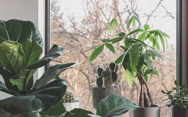 Place your money tree in an east-facing window to avoid direct sunlight. 