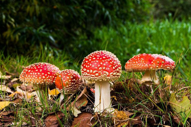 Mushroom mycelium offers a way to tackle waste that is otherwise non-biodegradable.