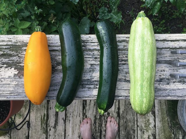 Summer squash comes in all different shapes, sizes, and colors. 