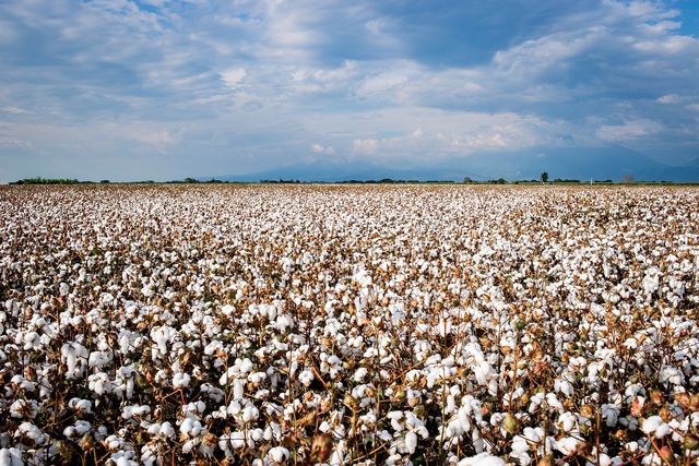 Cupro helps reduce waste from traditional cotton production.