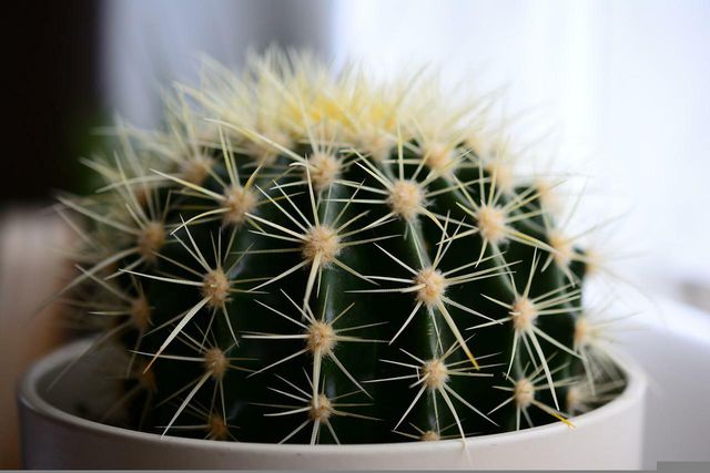 Follow these simple tips to repot your cactus.