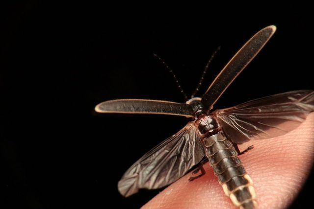 Male fireflies follow the torches of wingless females.