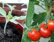 Growing tomatoes how to grow tomatoes in pots container homegrown DIY planting instructions