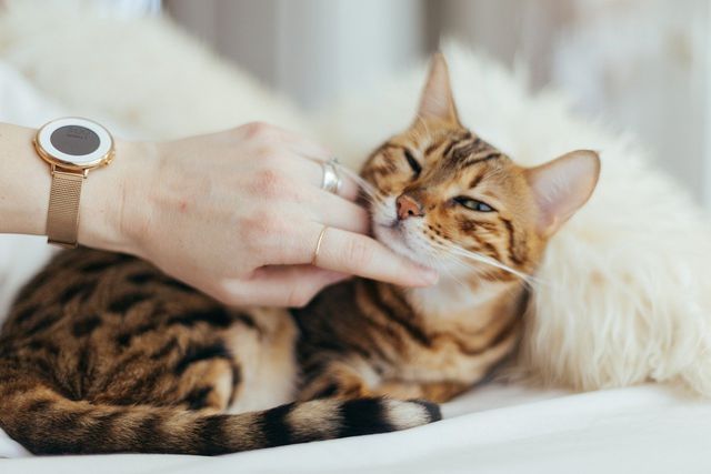 Sleeping in bed with your cat has many benefits.
