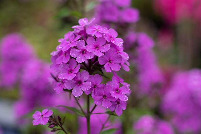 Phlox plants have various hues of color and can cover vast areas,