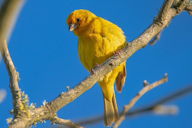The saffron finch is a type of finch known for its bright and yellow color, living in dry and open habitats including agricultural land and towns.