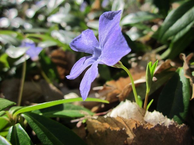 Although vinca plants aren't originally native to the USA, they can provide some benefits to the eco-system.