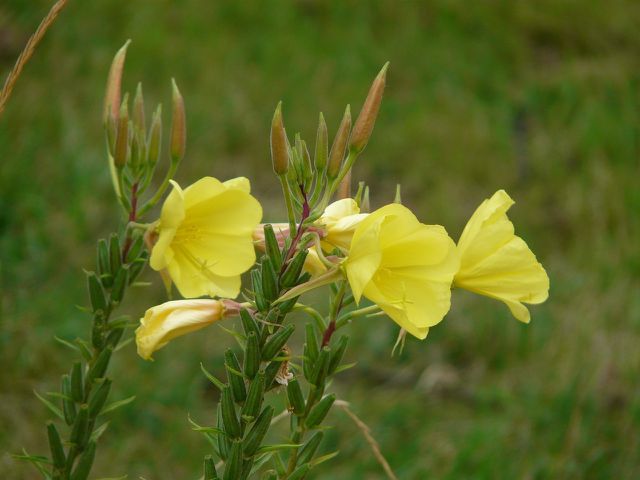 The oil of the common evening primrose flower is an ingredient in this DIY body butter recipe.