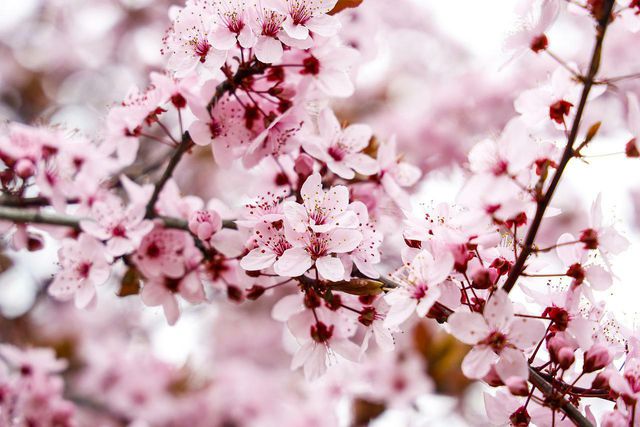 Around February, almonds trees bloom in a beautiful pink. 