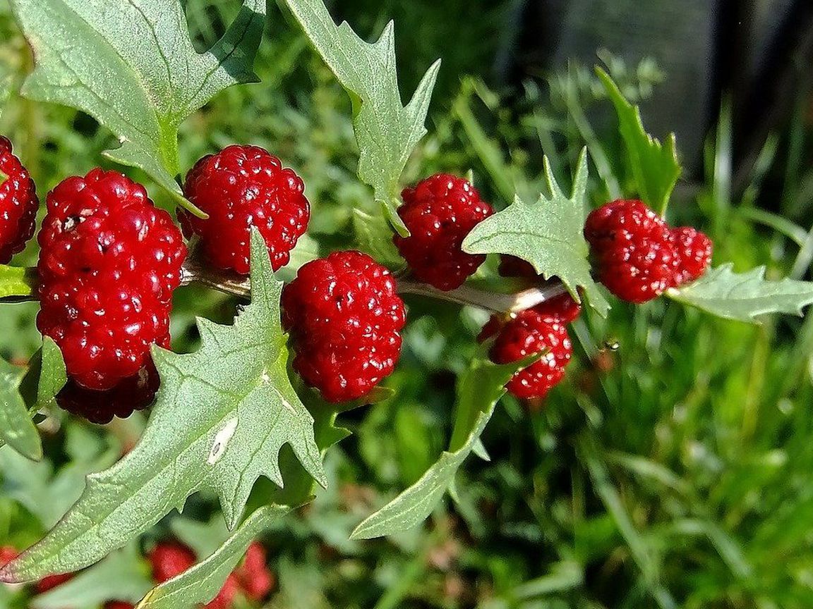 Erdbeerspinat Gemüse Obst winterharte schnellwüchsige Kübelpflanzen Topfpflanze