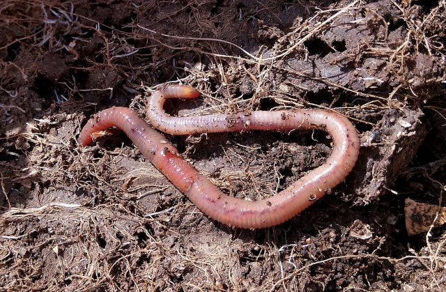Although worms can help aerate the soil, they are not effective soil amendments on their own.