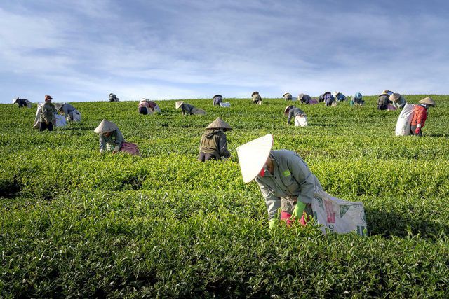 Most tea is imported from Asia or Africa.