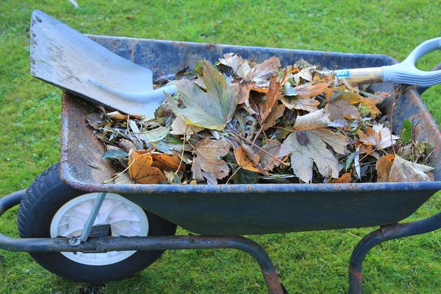 Which leaves are best for composting? Read on to learn.