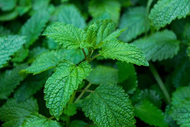 Maybe lemon balm grows in your garden too.