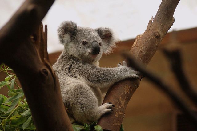 Koalas more closely resemble a wombat than a bear.
