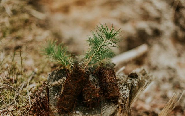 Small tree plugs can make a big difference when it comes to reforestation efforts. 