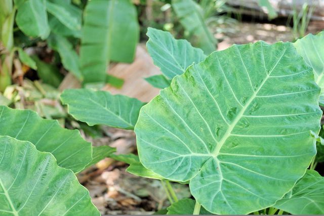 Taro leaves can be cooked similarly to kale.