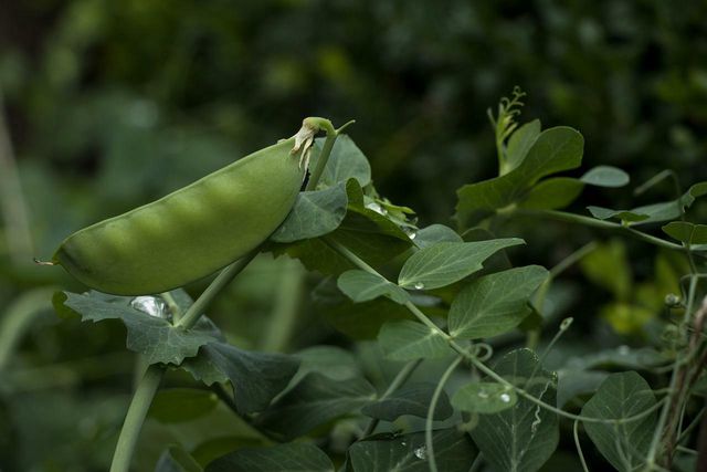 Feel the peas inside the pod to check if they're ready to harvest.