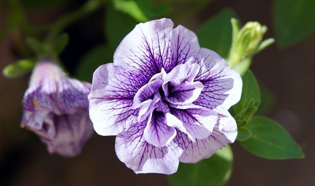Petunias are a popular sun-loving plant due to the wide variety of colors. 