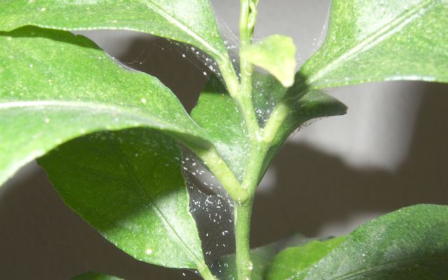 Spinnmilben-Befall an einer Zitronenpflanze.