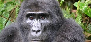are gorillas endangered