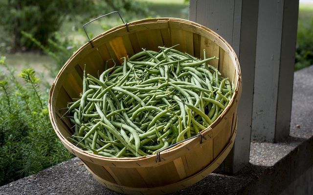 freezing fresh green beans