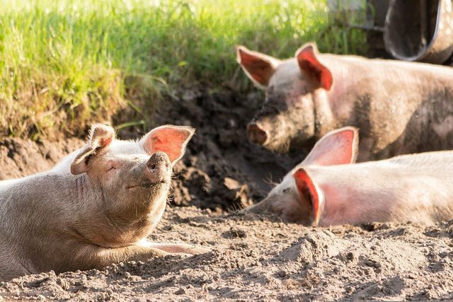 Life With Pigs prioritizes the well-being of each member of their animal family.