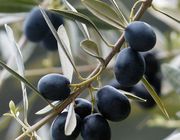 olives benefits