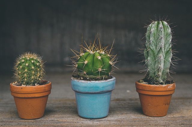 Repot your cactus if it isn't growing at all. 