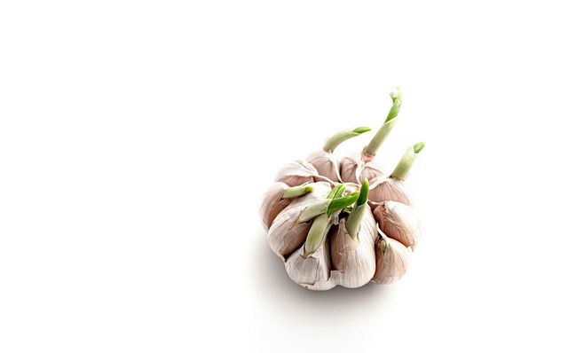 A garlic clove planted in a jar can produce a whole garlic bulb.